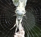 allo-or-cyclosa-detail
