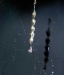 allocyclosa-web-20111120