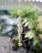 allocyclosa_ventral_20111119