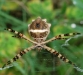 argiope_argentata_venter_20120126