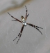 argiope_sp_20111208