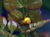 crabspider-ass_20111129