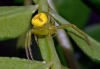 crabspider_20111129-1