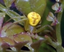 crabspider_20111129