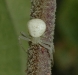 crabspider_20111205