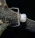 crabspider_20111205_face
