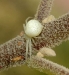 crabspider_20111205_rear