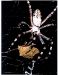 eisner-argiope-loxa