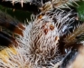 eriophora-eyes