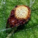 eriophora-ravilla_20111212
