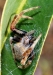 eriophora_20120112