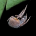 eriophora_night_20120107