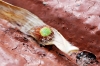 eriophora_pavement