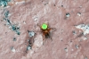 eriophora_running