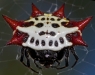 gasteracantha_cancriformis_20121101_diff