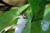 hentzia_20111203
