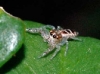 jumpingspider_20111130