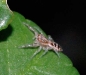 jumpingspider_view2-20111130