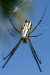 leucauge_argyra_20120409