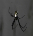 leucauge_argyra_20111208