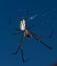 leucauge_argyra_20120403
