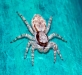 menemerus_abdomen_20120219