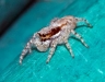 menemerus_bivittatus_20120219