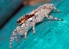 menemerus_profile_20120219