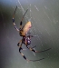 nephila_clavipes_20071128