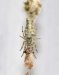 Allocyclosa_20111125