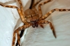 selenops_20121009