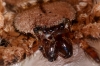 selenops_detail_20121009