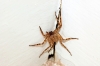 selenops_gestalt_20121009