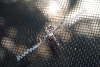 silver_argiope_20110717
