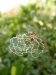 silver_argiope_web.jpg