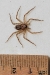 spider-dorsum_2011114