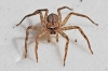 spider_20111114