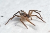 spider_2011114-2