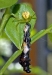 spider_w_orangedog_20111130