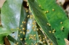 spiderlets_yellow_20111109