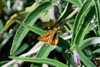 labrea_skipper