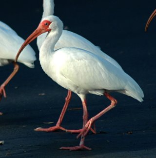 white_ibis