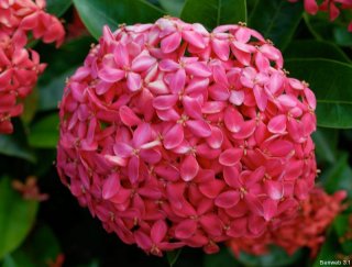 ixora_bloom