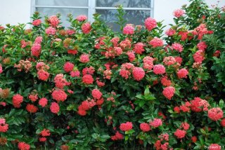 ixora_hedge