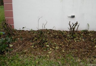 ixora_stumps