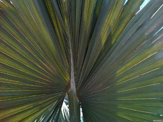 cabbage_palm_no_hastula