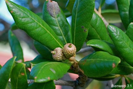 quercus_acorns