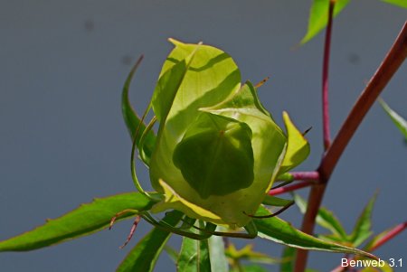 Scarlet hibiscus bud, interior