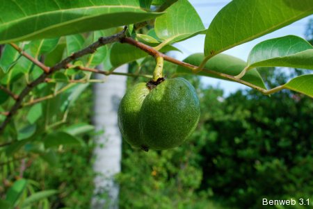 pond apple fruit