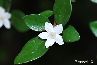whiteindigoberry